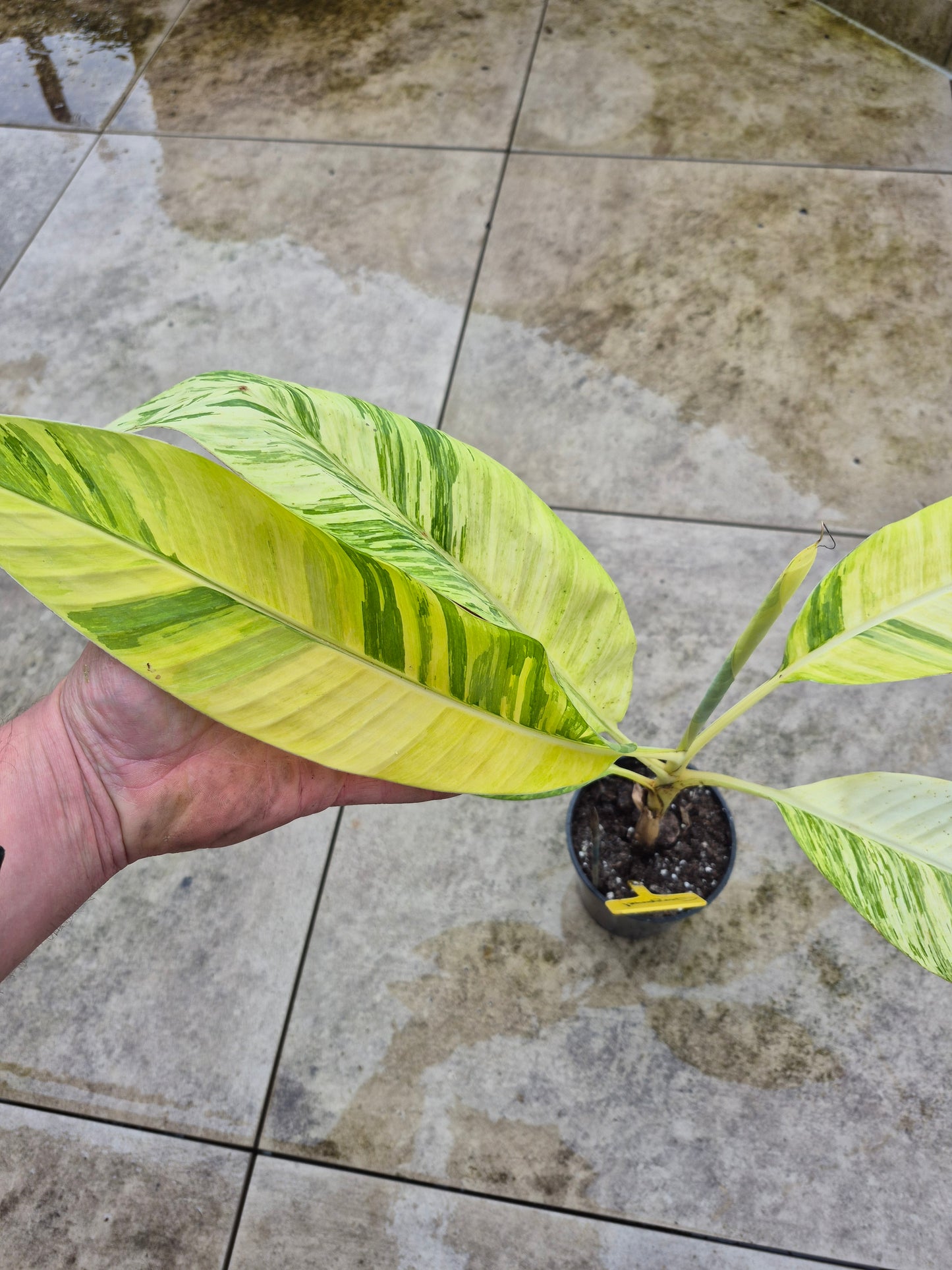 Musa papua Yellow Variegata
