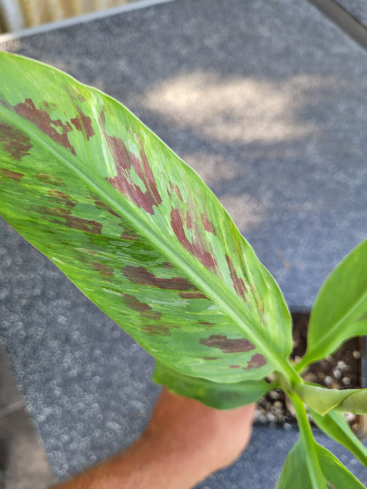 Musa Satoon variegata