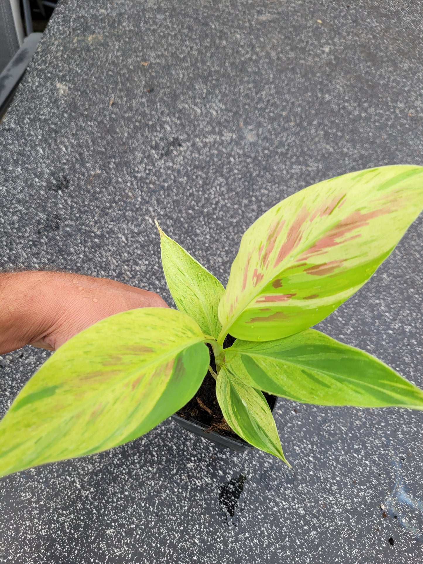 Musa acuminata  Mint variegata