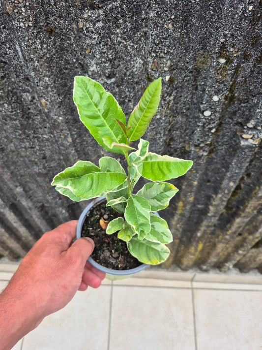 Citrus latifolia variegata