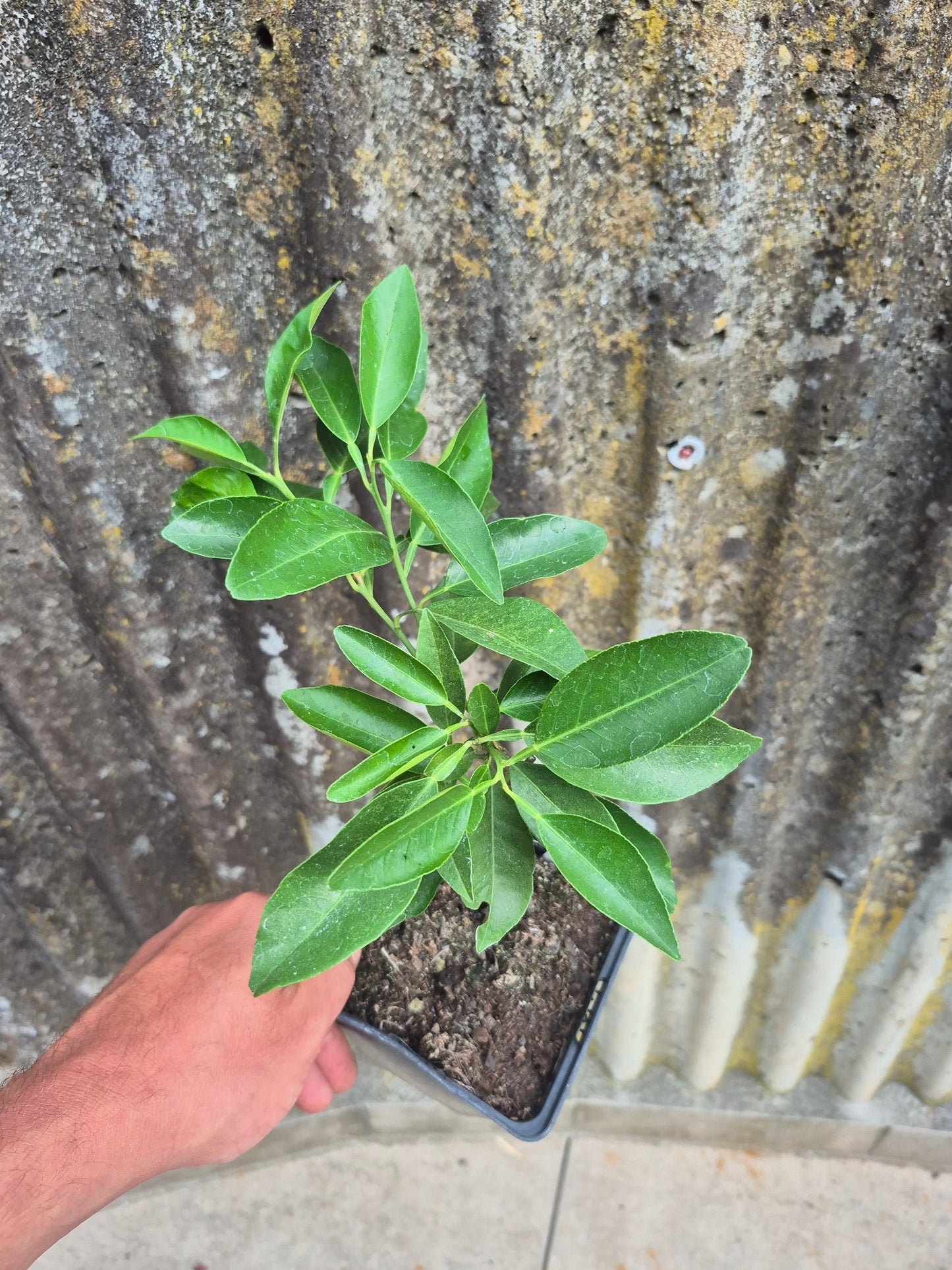 Citrus ichangnensis x Citrus sinensis