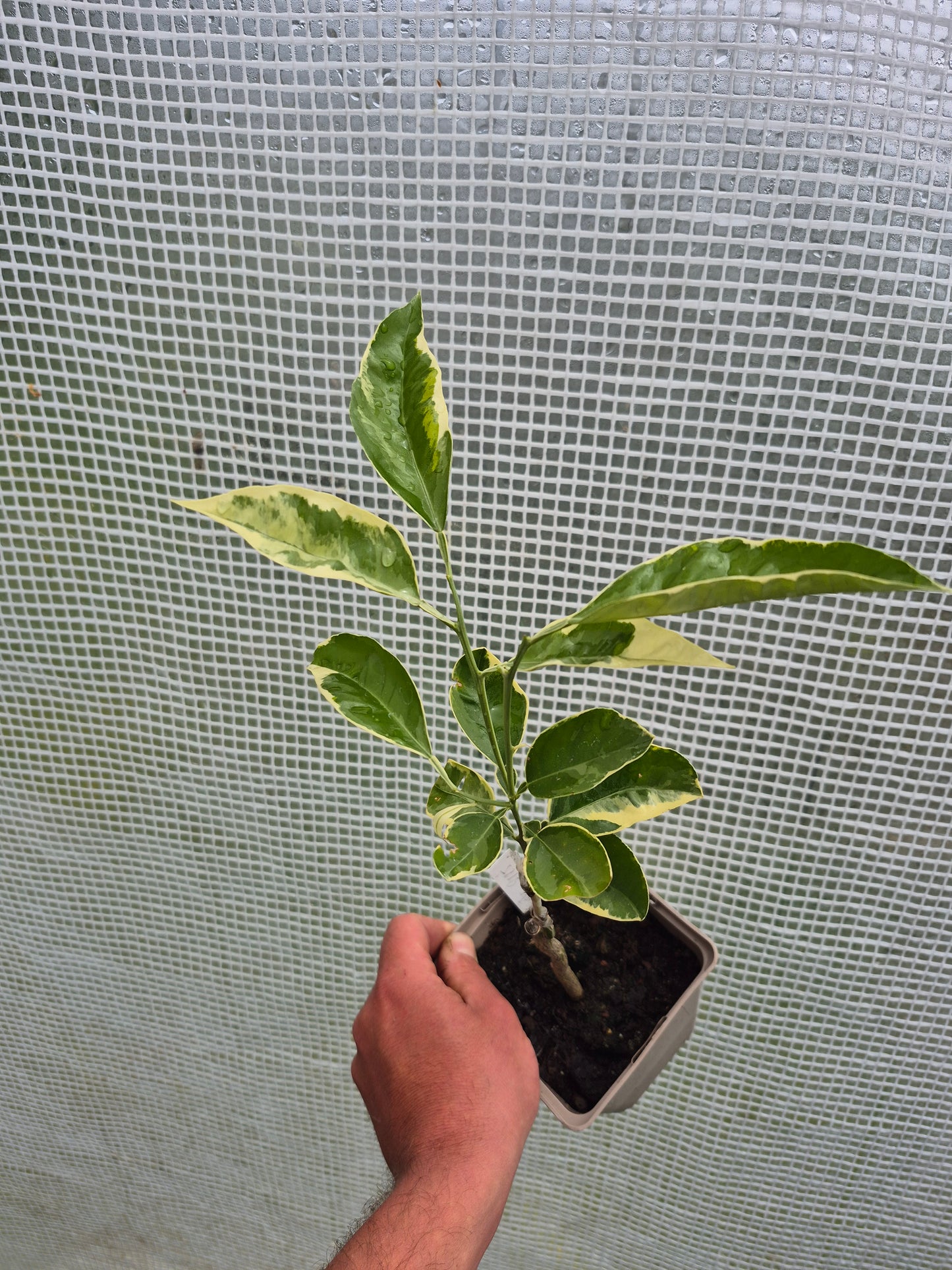 Citrus paradisii variegata