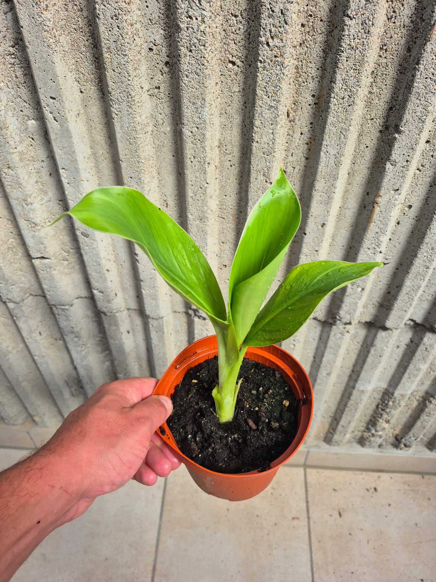 Ensete ventricosum Red Stripe 1 Pflanze