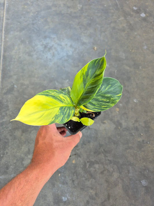 Musa dwarf cavedish variegata 2