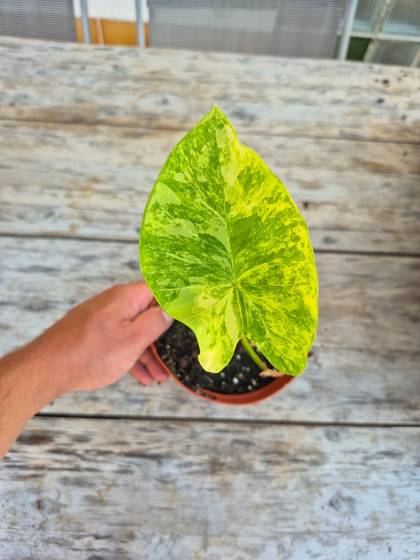 Colocasia Phet Samyot