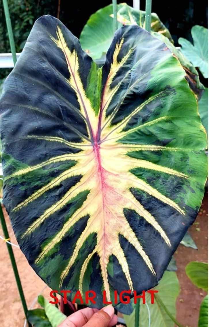 Colocasia Star Light