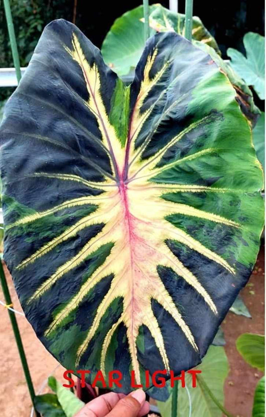 Colocasia Star Light