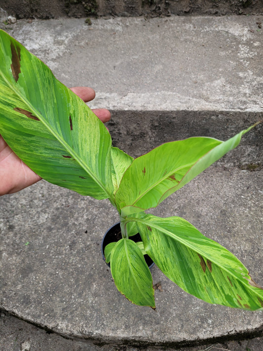 Musa acuminata  Mint variegata