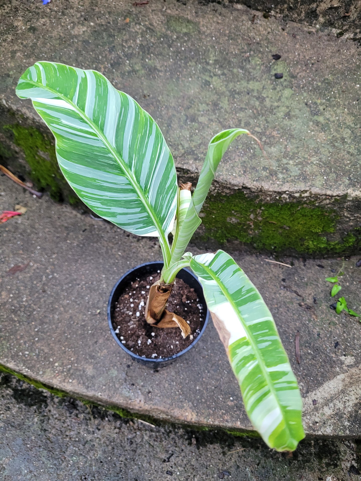 Musa acuminata variegata