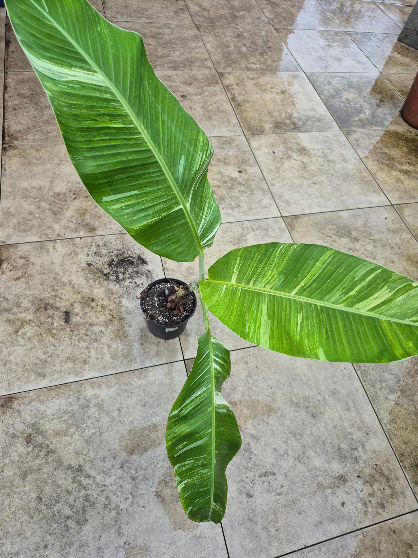 Musa namwah variegata