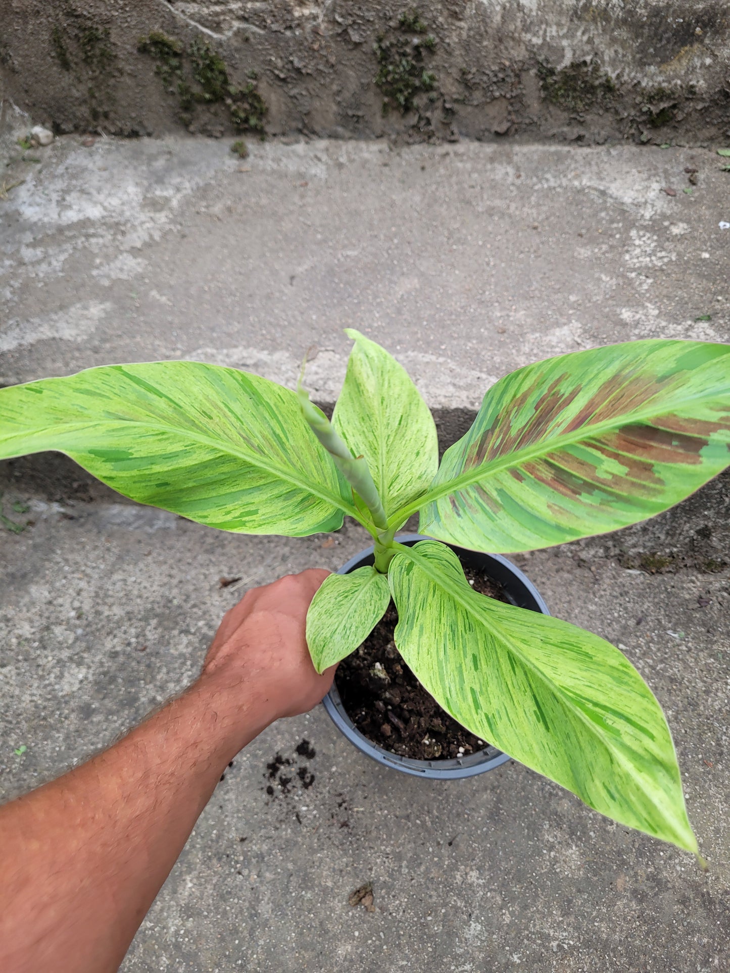 Musa acuminata  Mint variegata