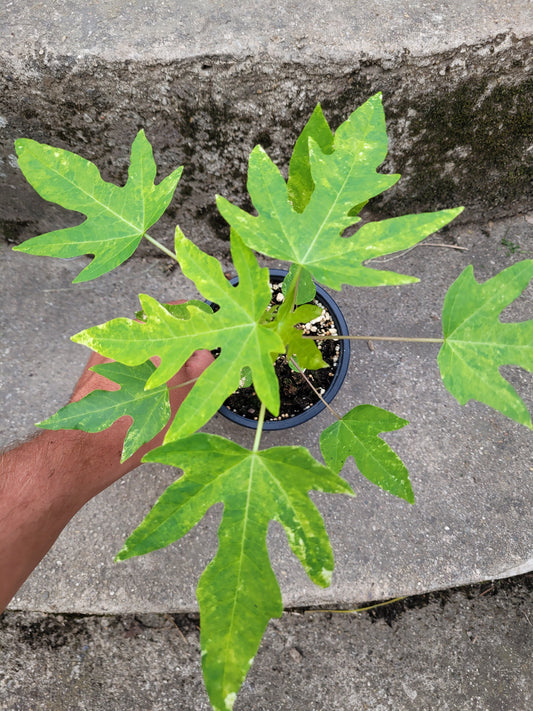 Papaya variegata (Carica papaya)