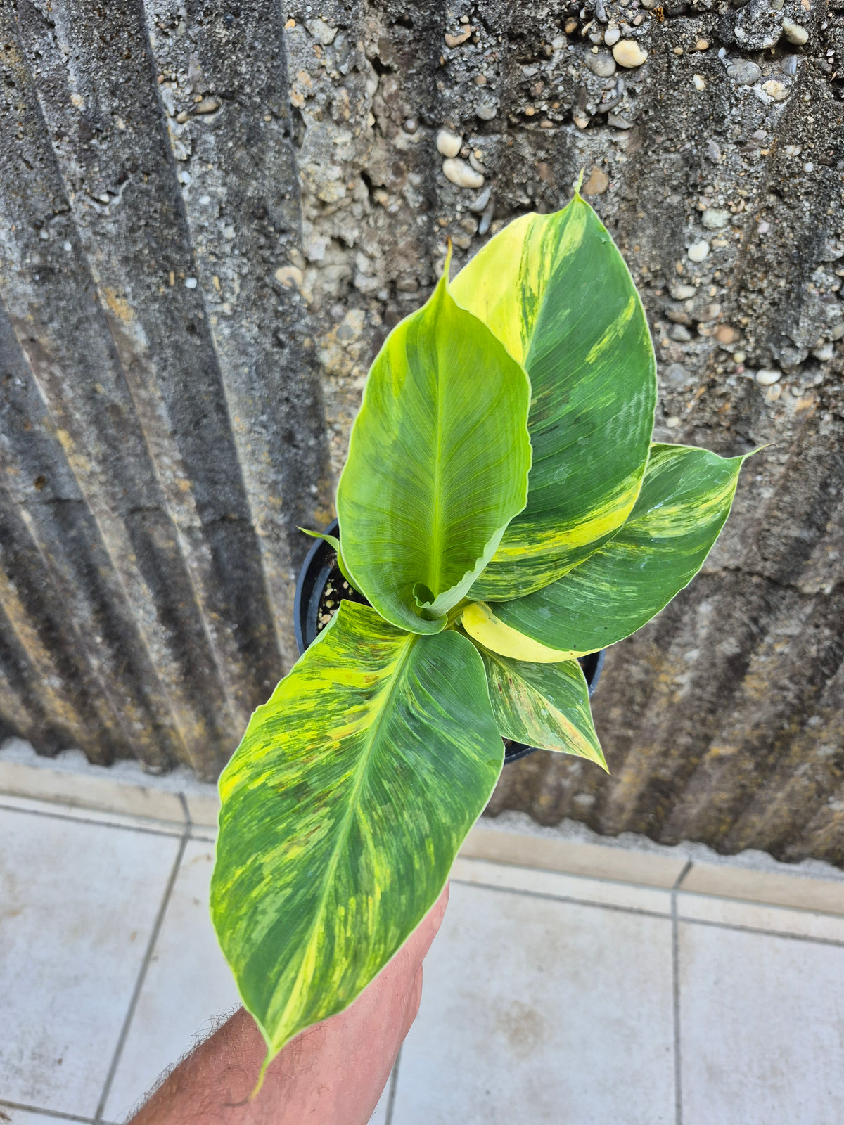 Musa dwarf cavedish variegata 1