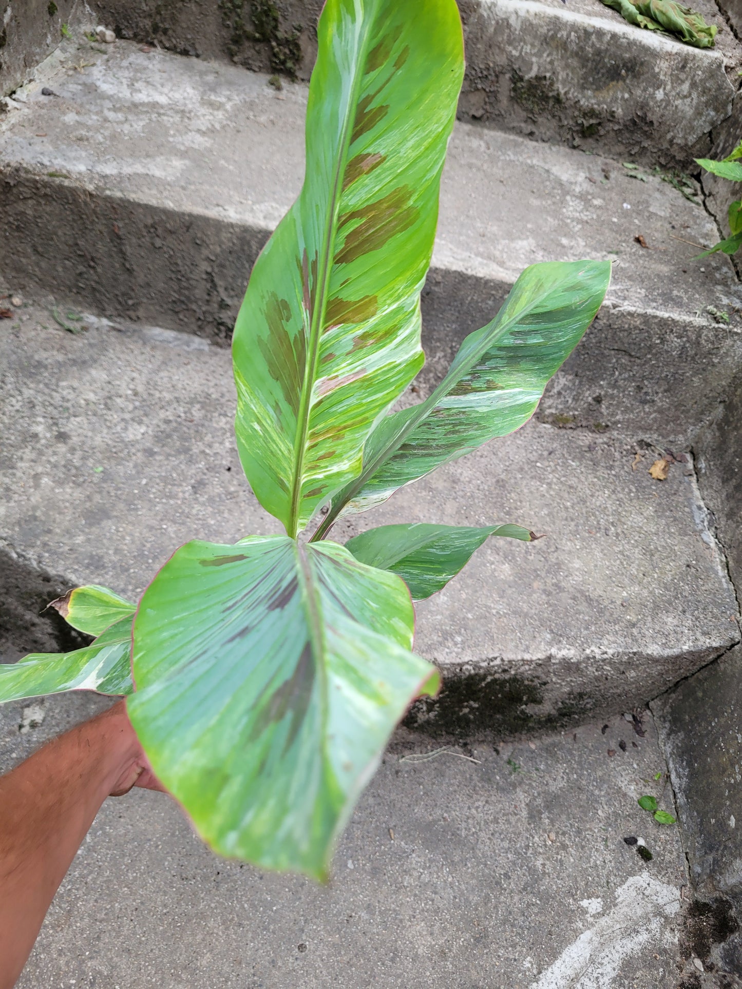 Musa tricolor
