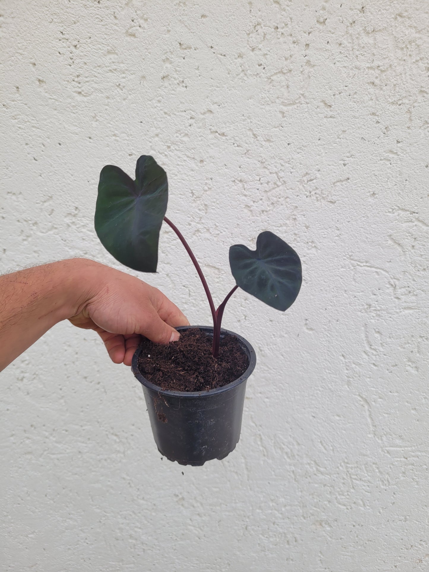 Colocasia Black Runner