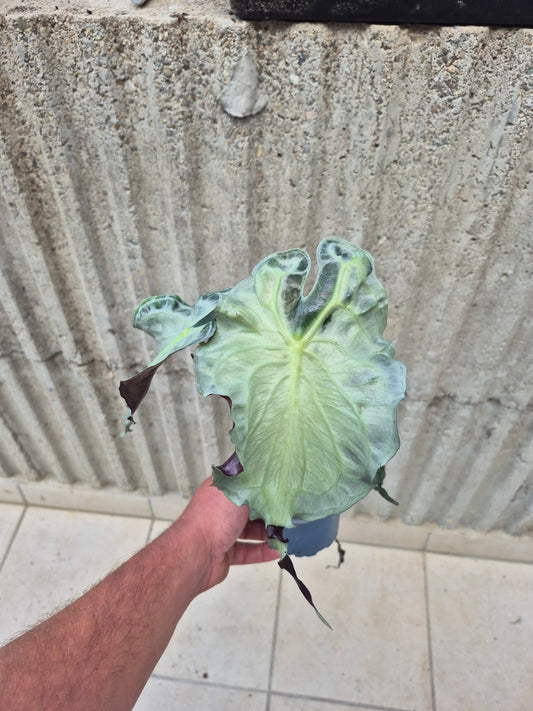 Alocasia Venom XL Pflanze