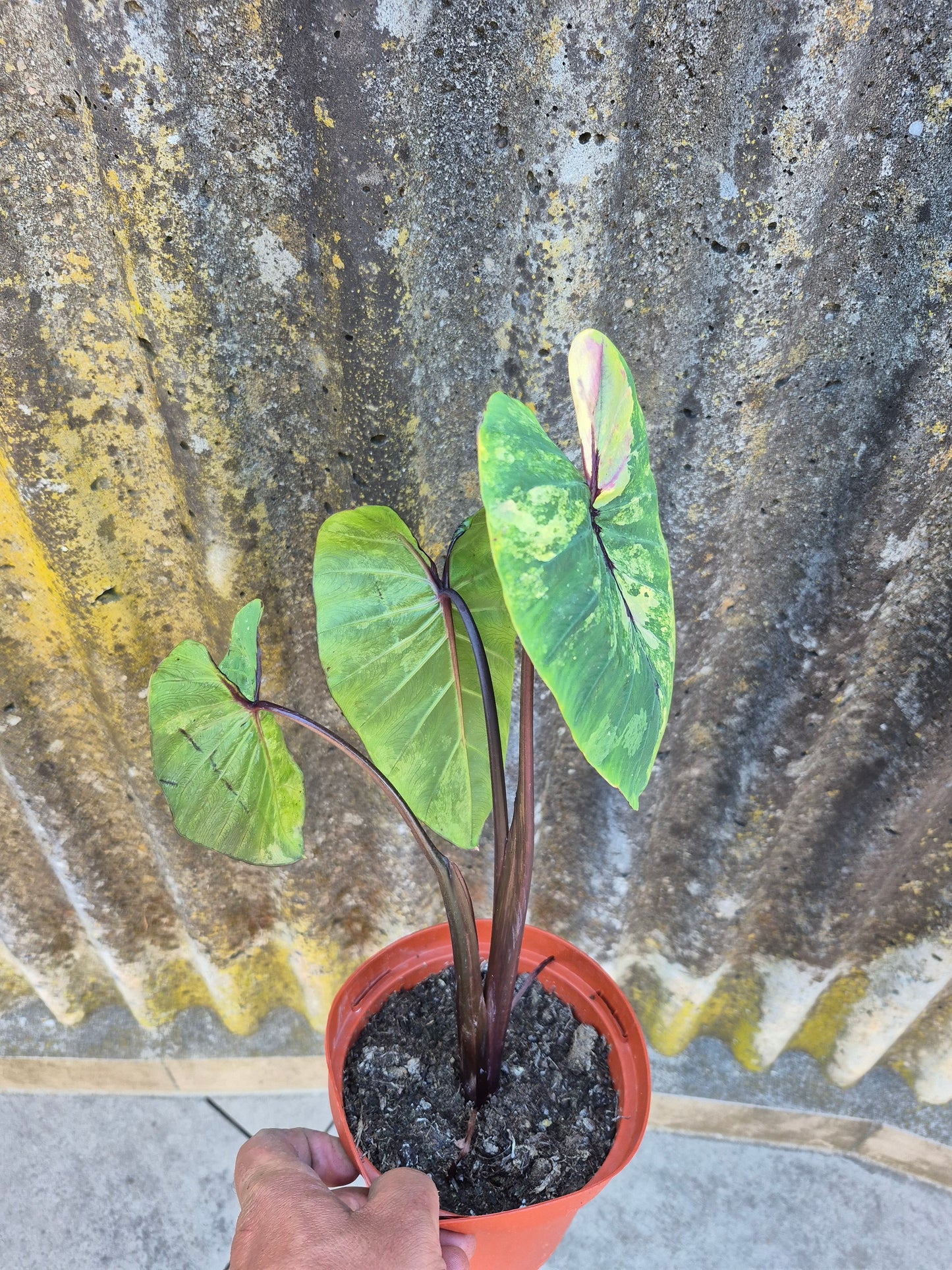 Colocasia PM Variegata