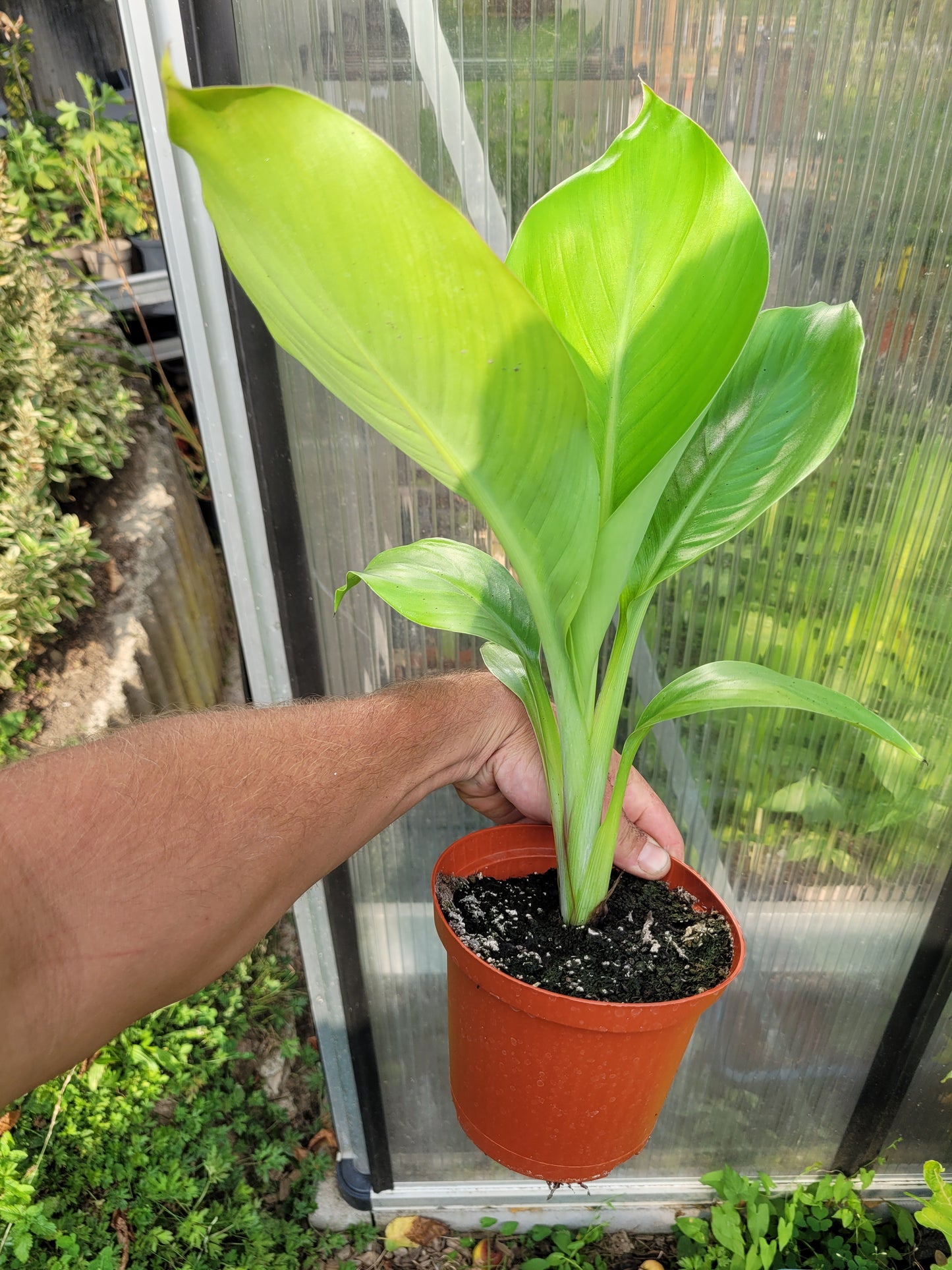 Ensete ventricosum Red Stripe 1 Pflanze