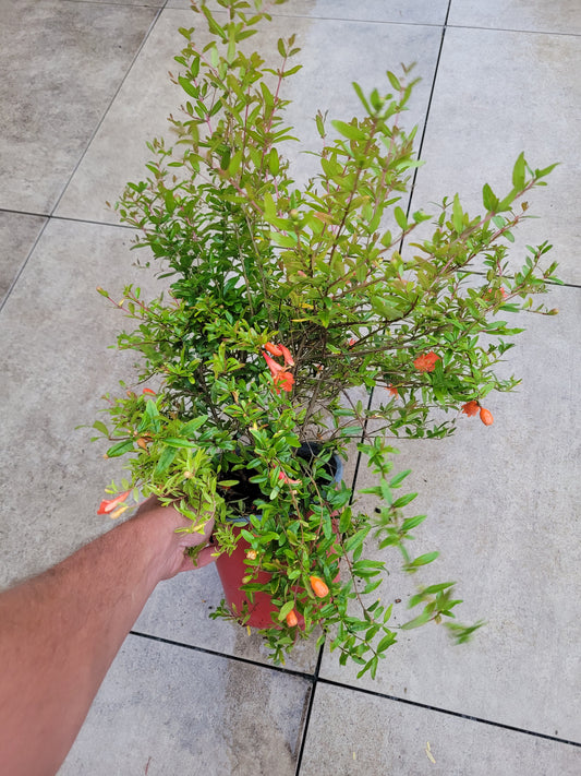Punica granatum Nana XL
