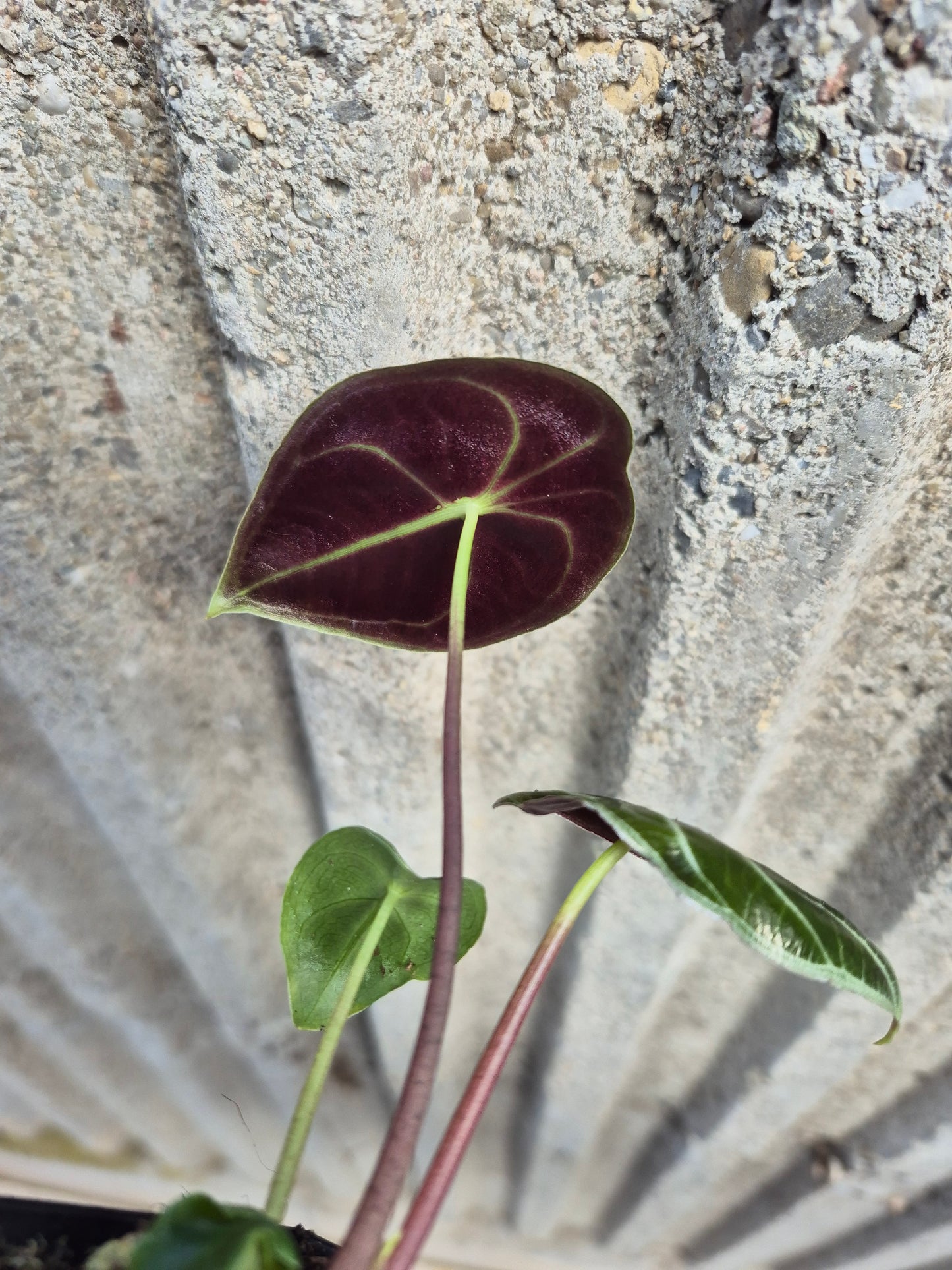 Alocasia watsoniana "Red Vein"