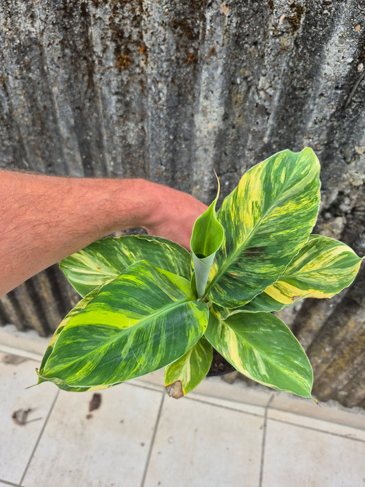 Musa dwarf cavedish variegata 1