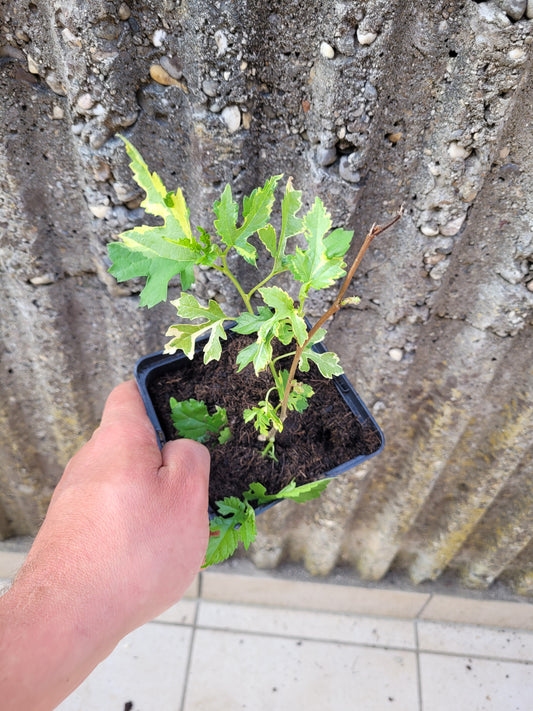Morus alba "Paper Dolls"