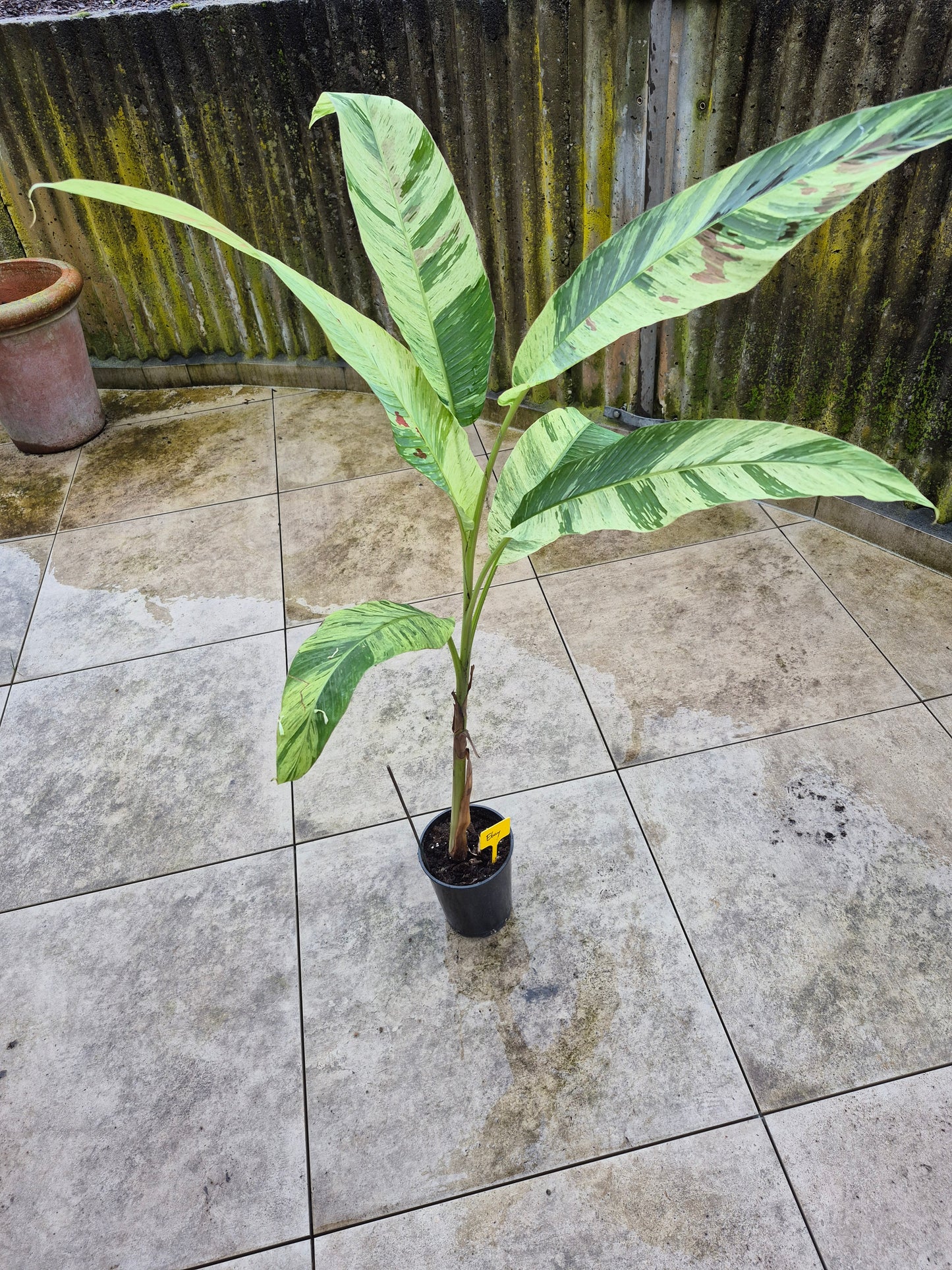 Musa acuminata  Mint variegata