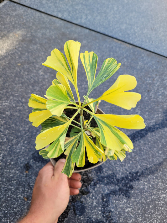 Ginkgo biloba Mellow Yellow
