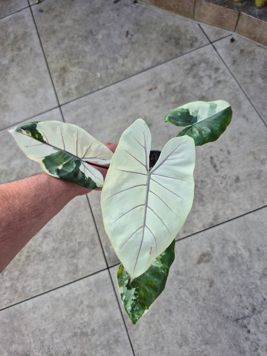 Alocasia Macrorrhizos Black Stem variegata 1 Rhizom