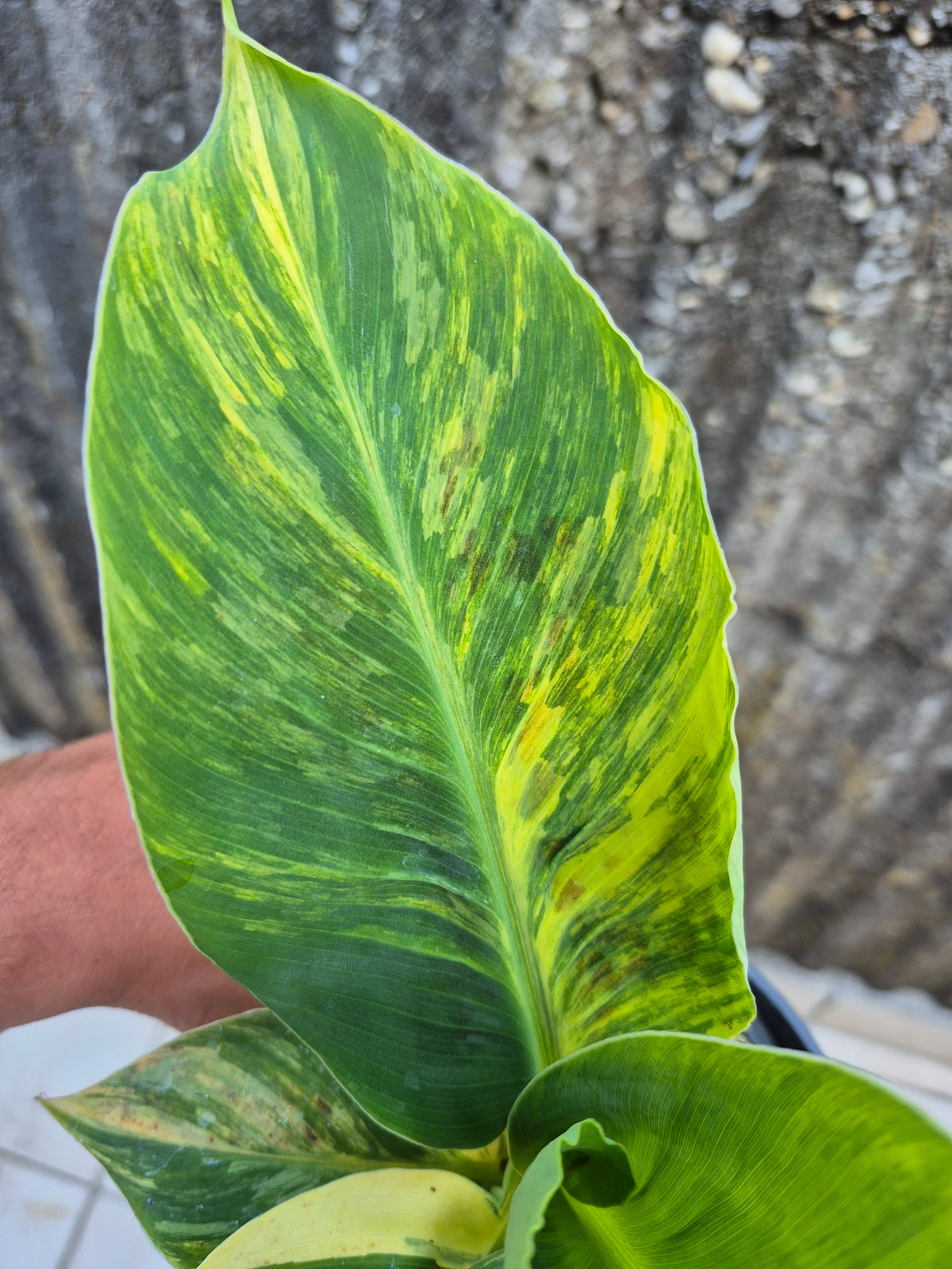 Musa dwarf cavedish variegata 1