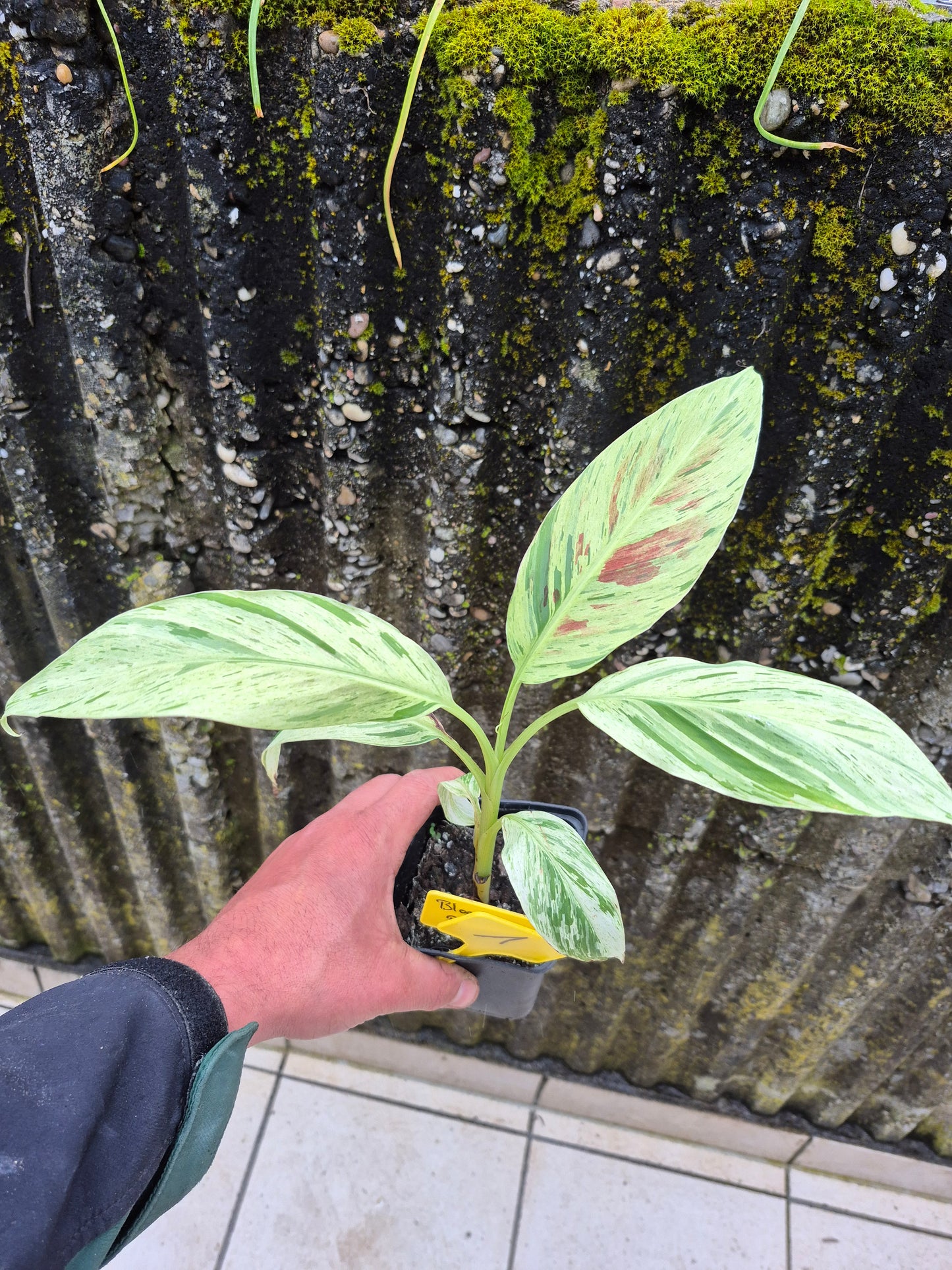 Musa acuminata  Mint variegata