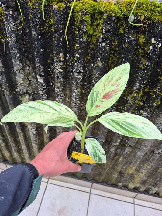 Musa acuminata  Mint variegata