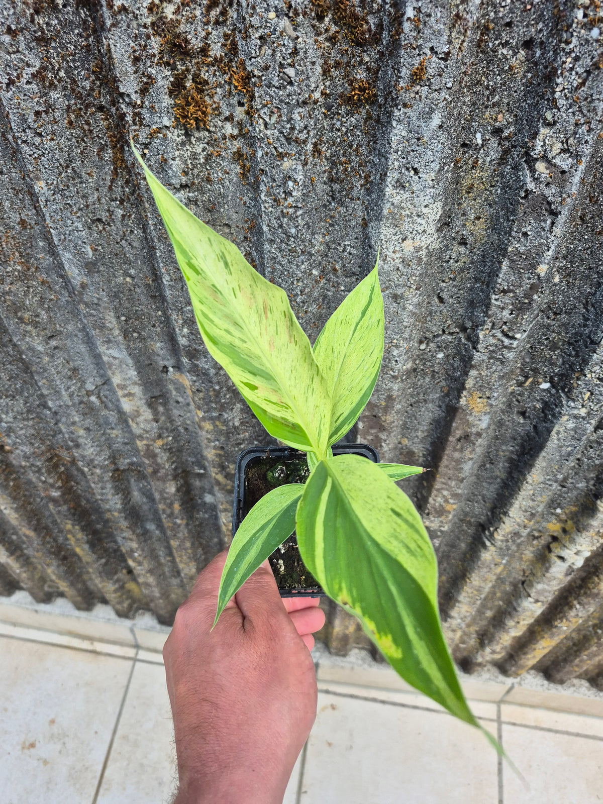 Musa acuminata  Mint variegata