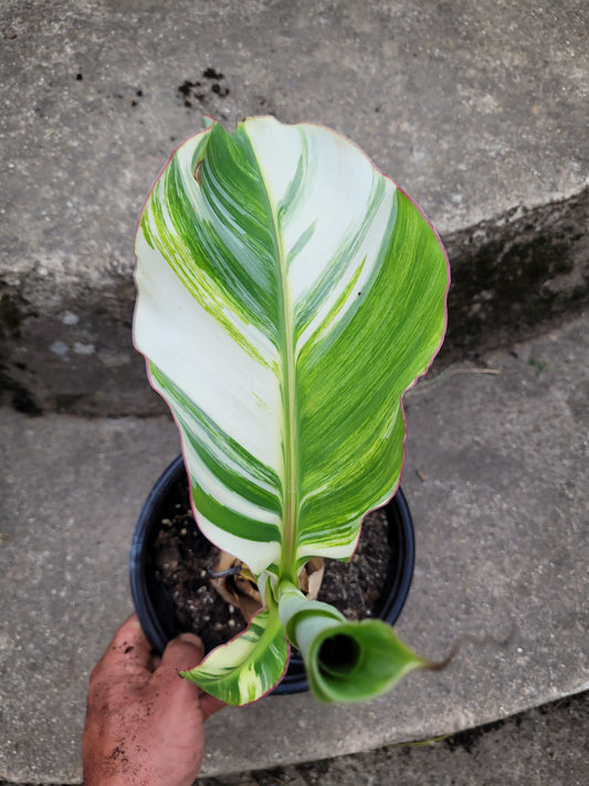 Musa namwah variegata