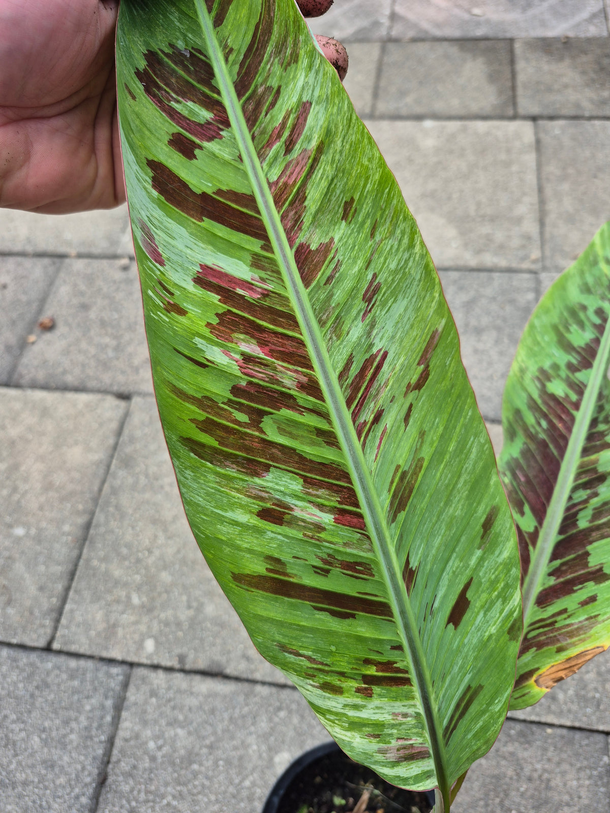 Musa tricolor variegata