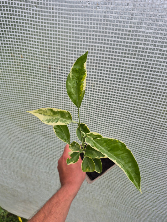 Citrus paradisii variegata