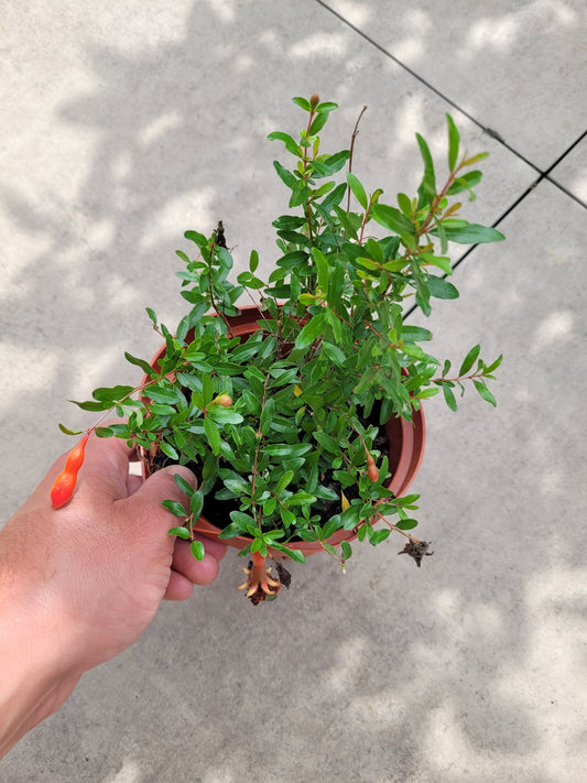 Punica granatum Nana