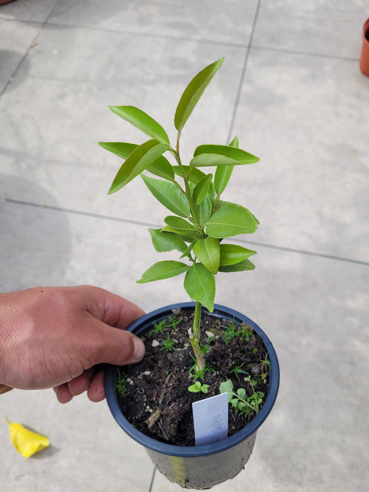 Citrus Sudachi Seedless