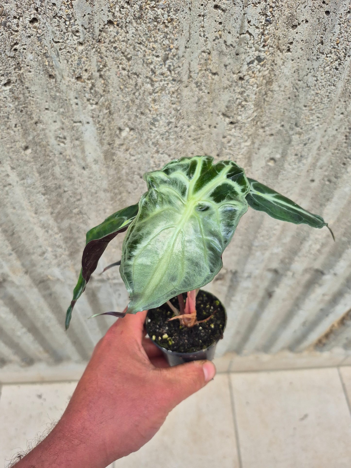 Alocasia Venom 1