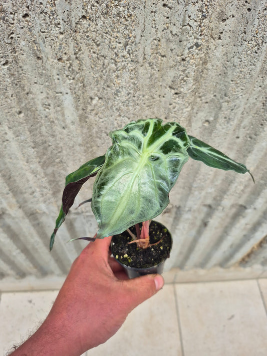 Alocasia Venom 1