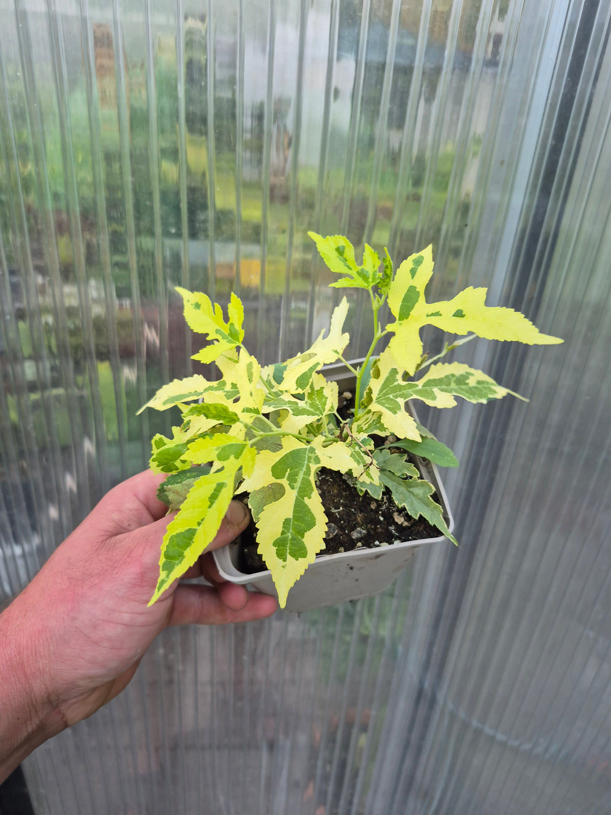 Morus alba "Paper Dolls"