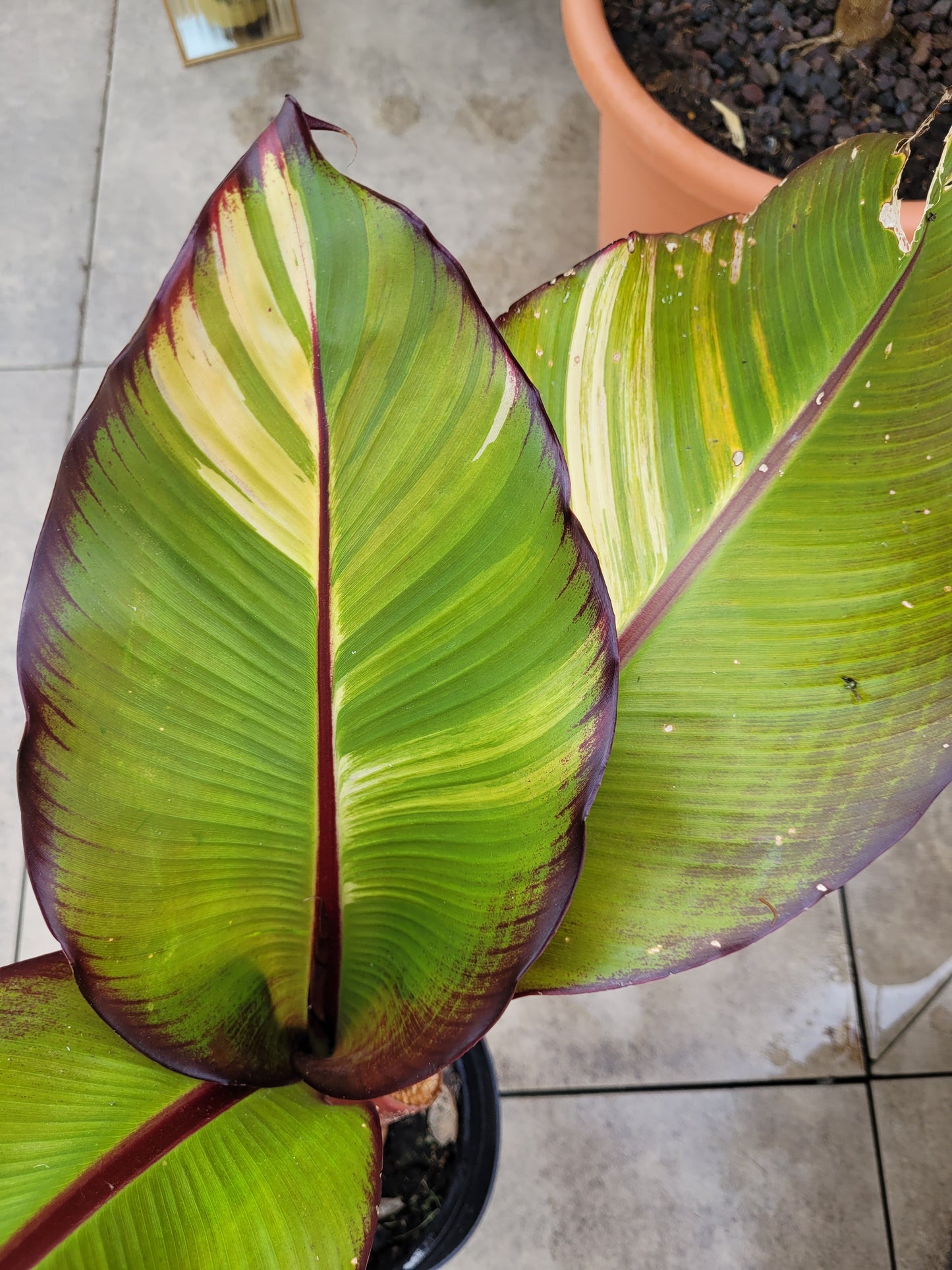 Ensete Maurelii Variegata
