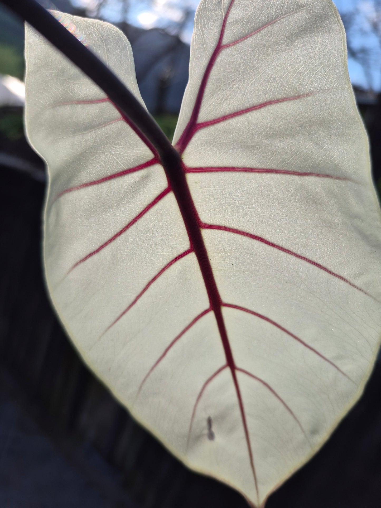 Alocasia Macrorrhizos Black Stem variegata 1 Rhizom