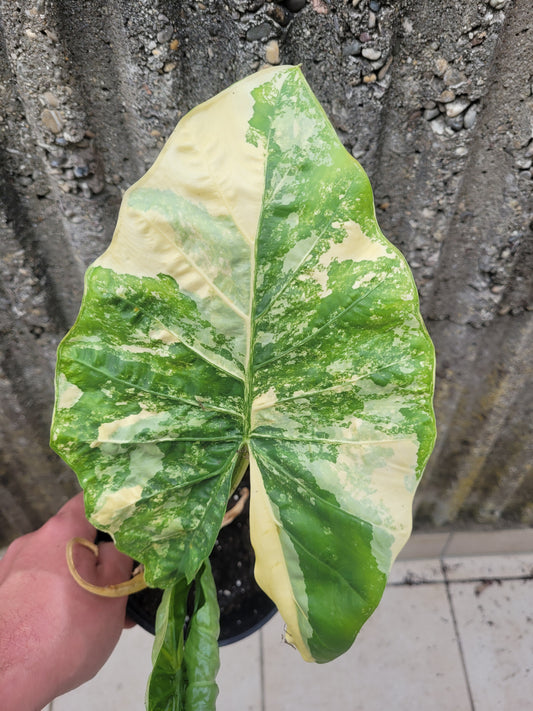 Alocasia Macrorrhizos Aurea Rhizom