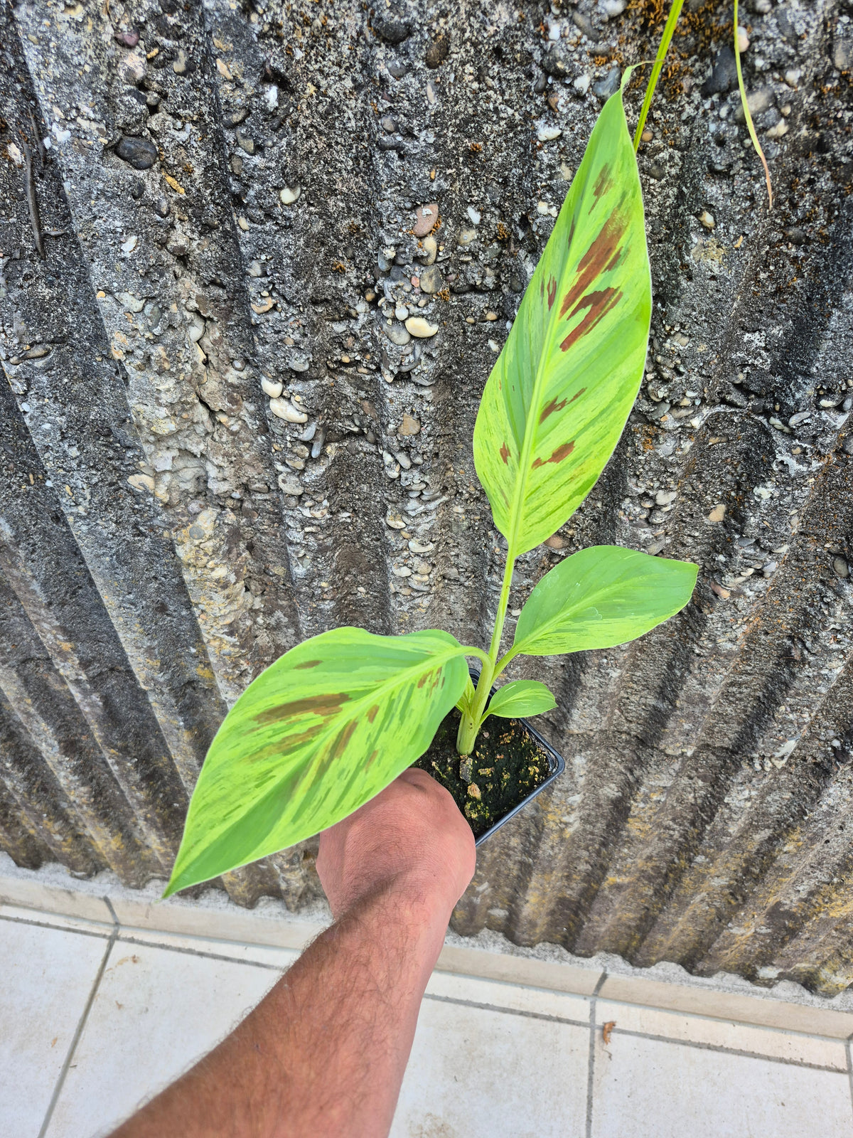 Musa acuminata  Mint variegata
