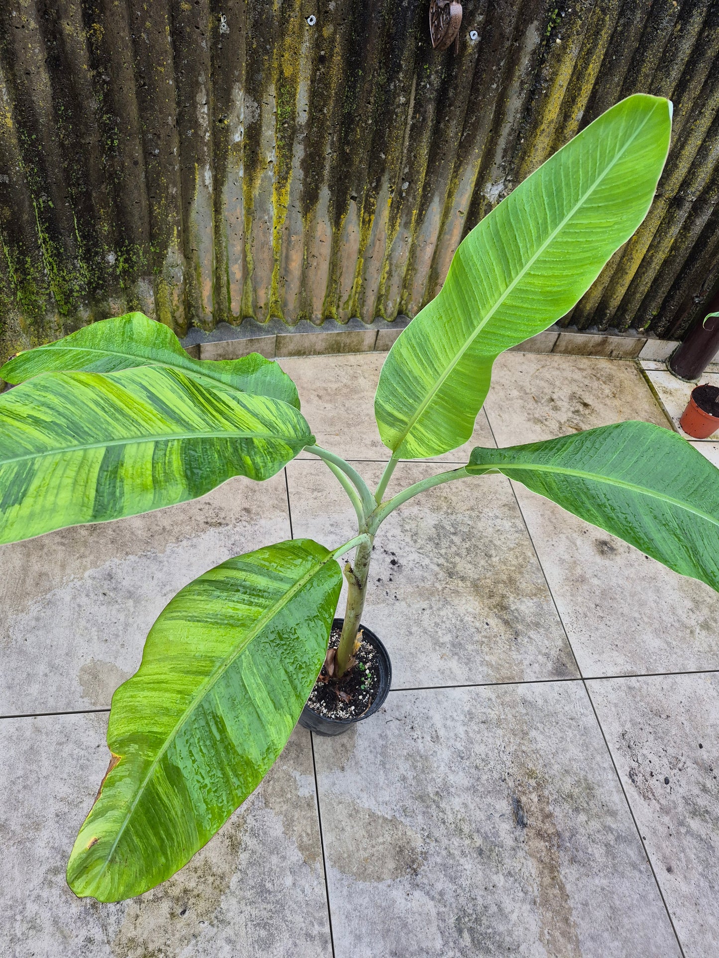 Musa namwah variegata