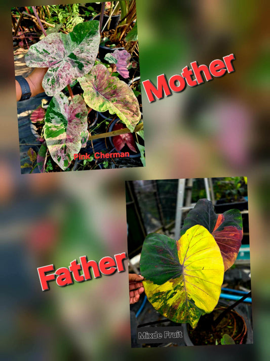 Colocasia Variegata 15 Samen