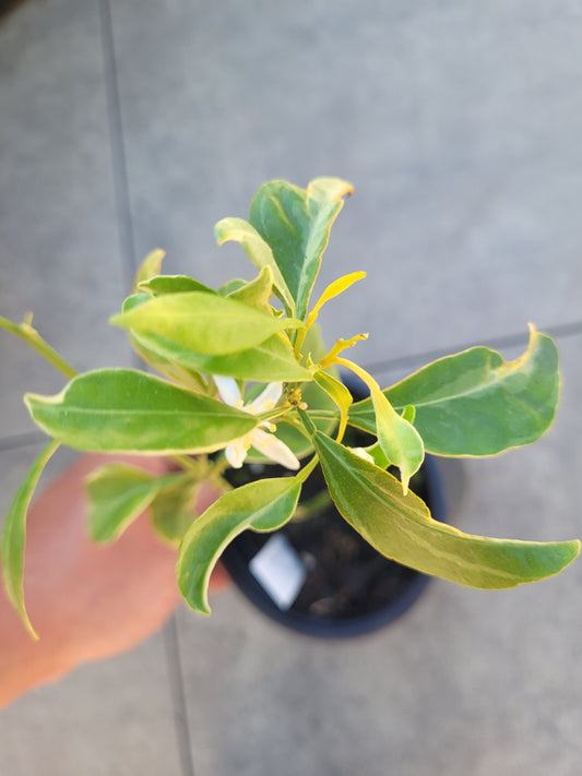 Dekopon variegata