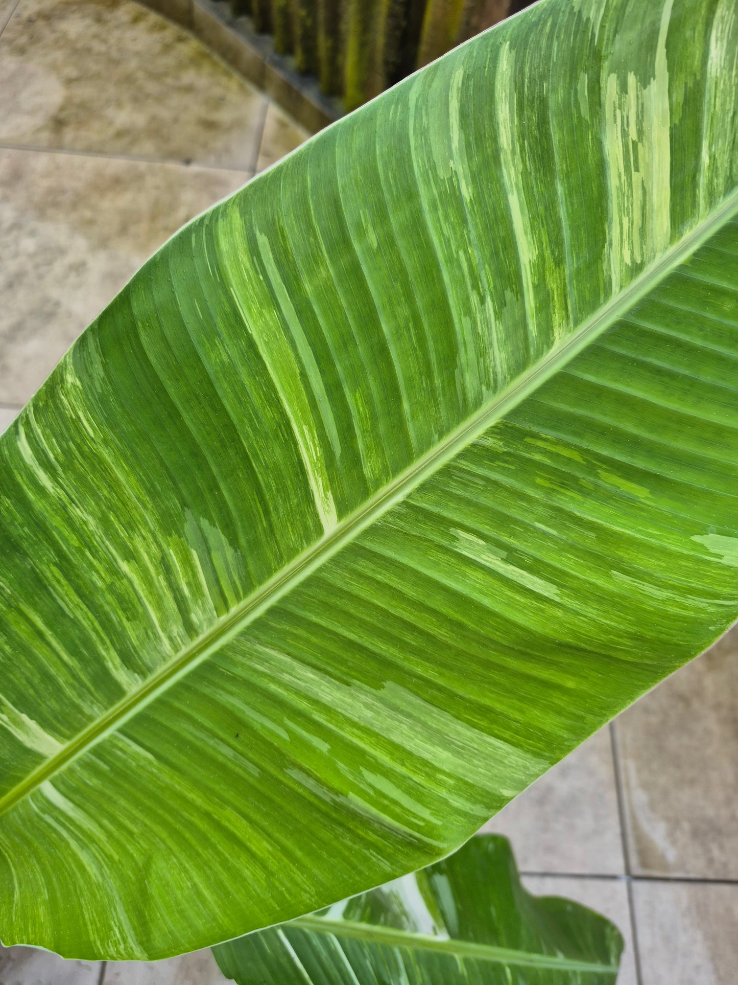 Musa namwah variegata