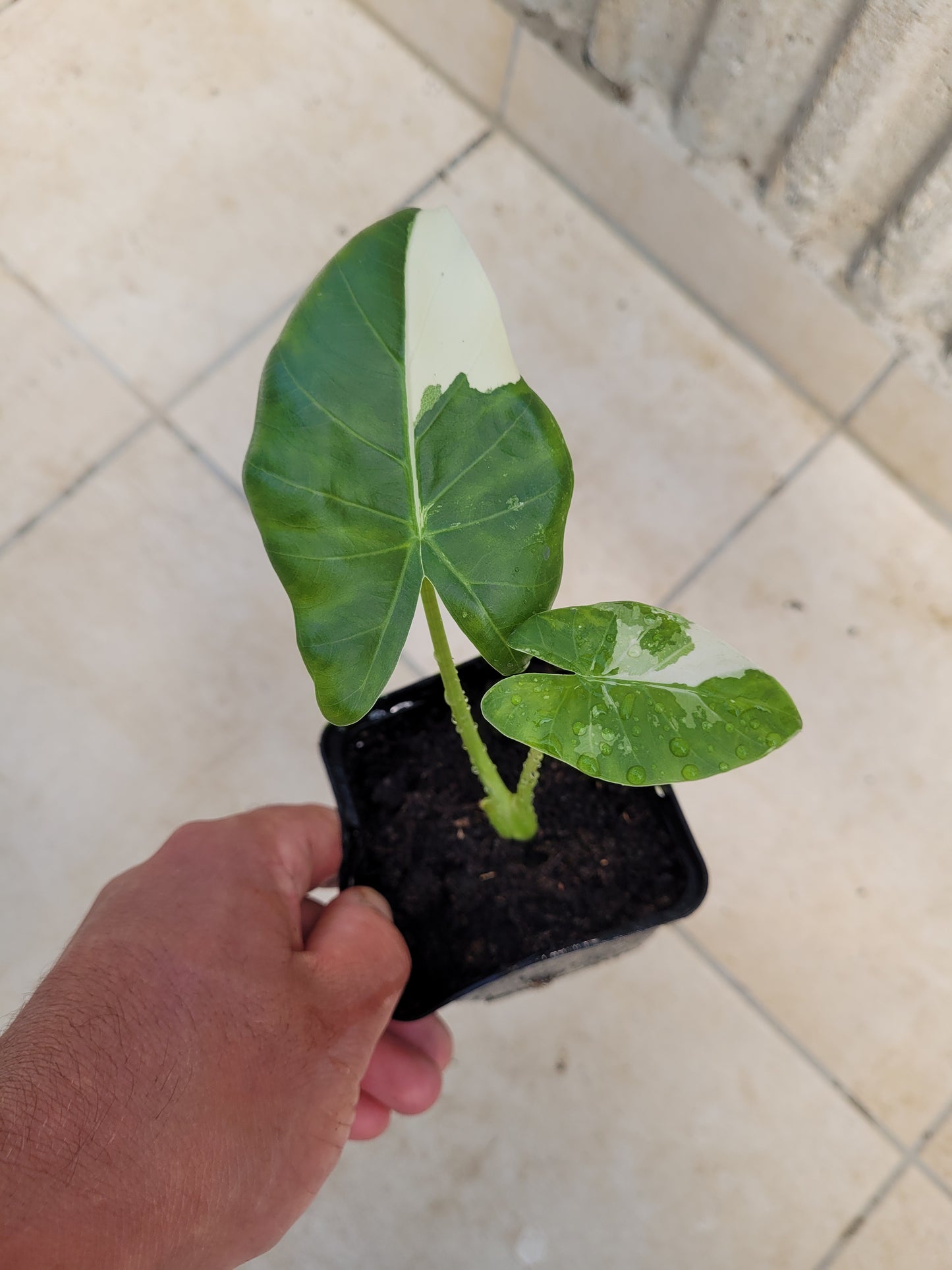 Alocasia Macrorrhizos Variegata Pflanze